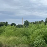 The Washington Monument rises behind trees and tall overgrown brush at the East Potomac Golf Links in Washington, D.C.