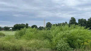 The Washington Monument rises behind trees and tall overgrown brush at the East Potomac Golf Links in Washington, D.C.