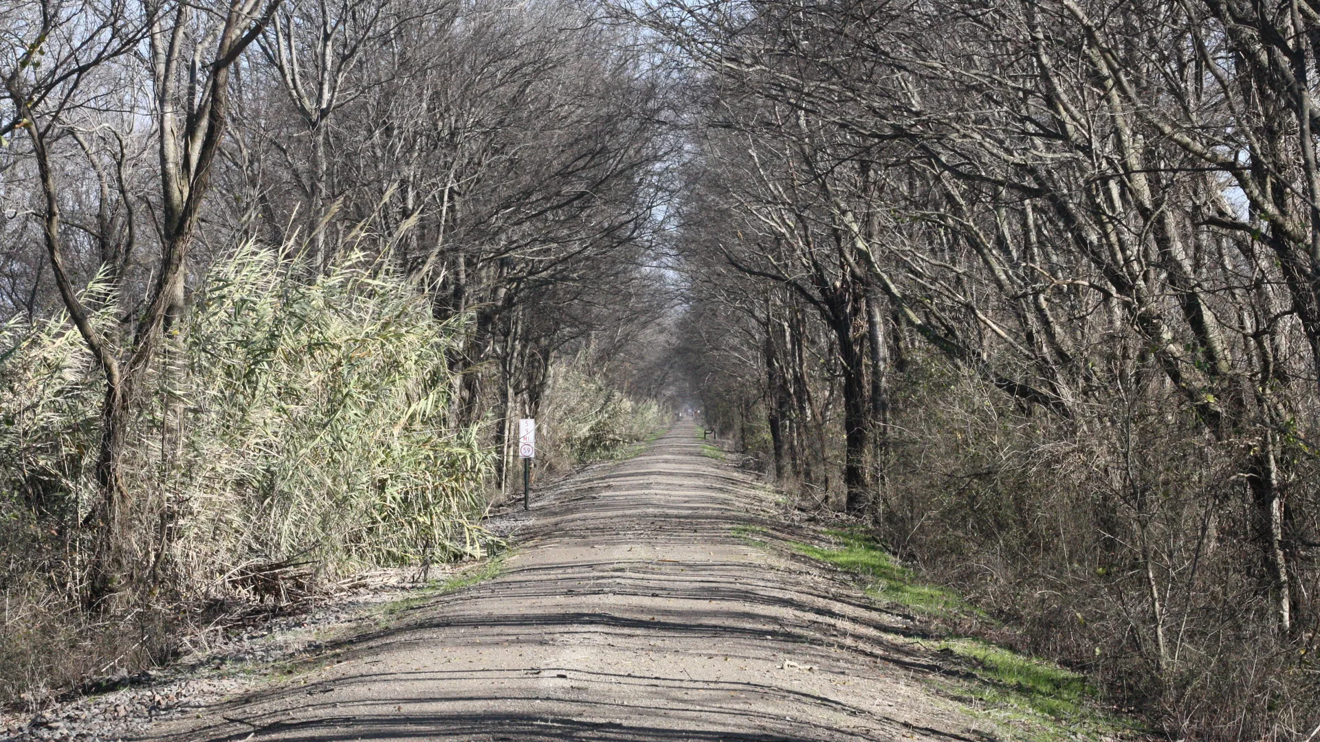 The Delta Heritage Trail running between rows of trees north of Watson in Desha County.