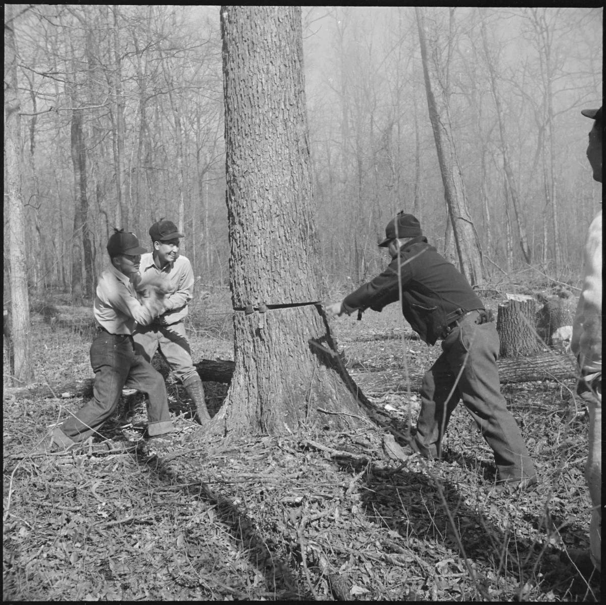 Three men saw and chop at the trunk of a large oak tree in a leafless forest.