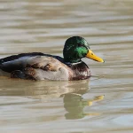 A male mallard duck swimming on open water