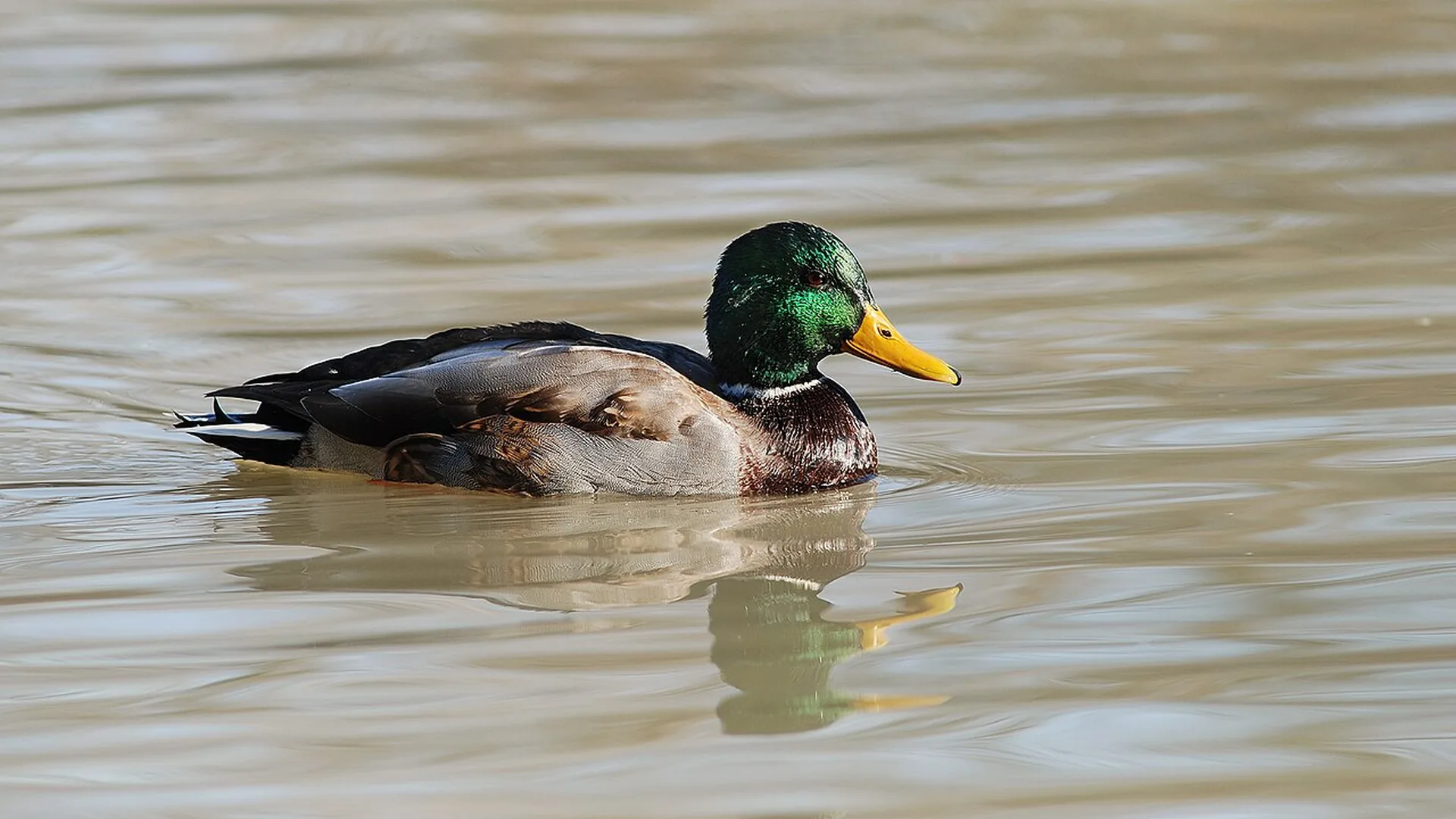 A male mallard duck swimming on open water