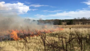 Flames and white smoke from a controlled burn move across a dry grass field under a blue sky.