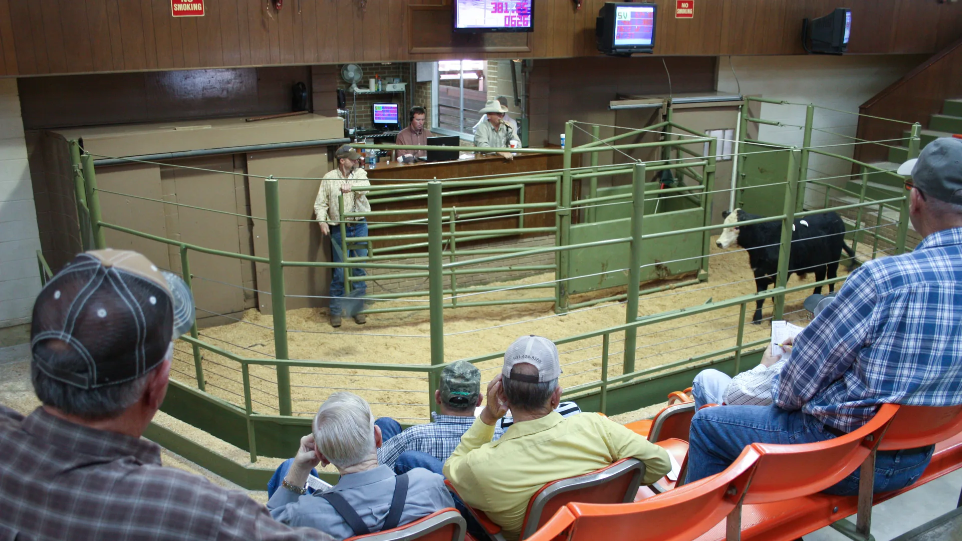 Bidders in rows of orange seats watch a calf in the sale ring at a cattle auction.