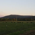 Dark cattle grazing in a green pasture along Arkansas Highway 378.