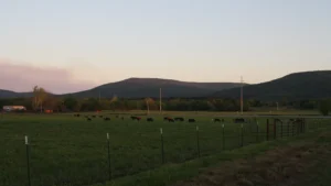 Dark cattle grazing in a green pasture along Arkansas Highway 378.