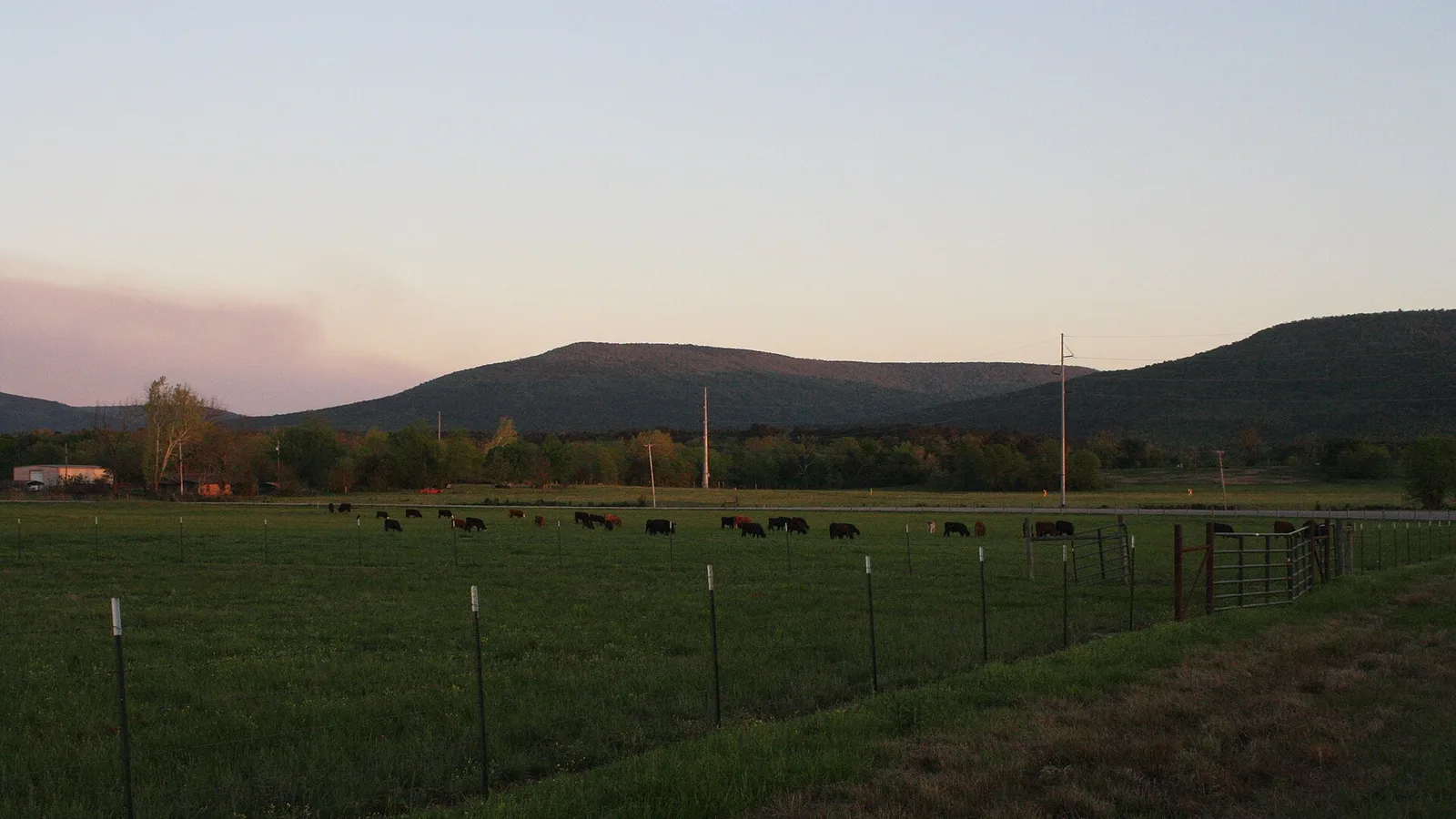 Dark cattle grazing in a green pasture along Arkansas Highway 378.