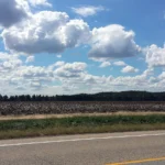 A cotton field in Poinsett County, Arkansas, under a sky of white clouds.