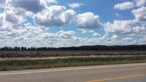 A cotton field in Poinsett County, Arkansas, under a sky of white clouds.