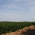 A wide green soybean field stretching to a distant tree line under a blue sky in northeast Arkansas.