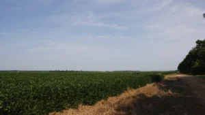 A wide green soybean field stretching to a distant tree line under a blue sky in northeast Arkansas.