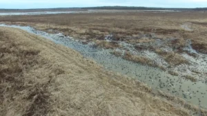 Mallards on shallow water at Overflow National Wildlife Refuge in southeast Arkansas.