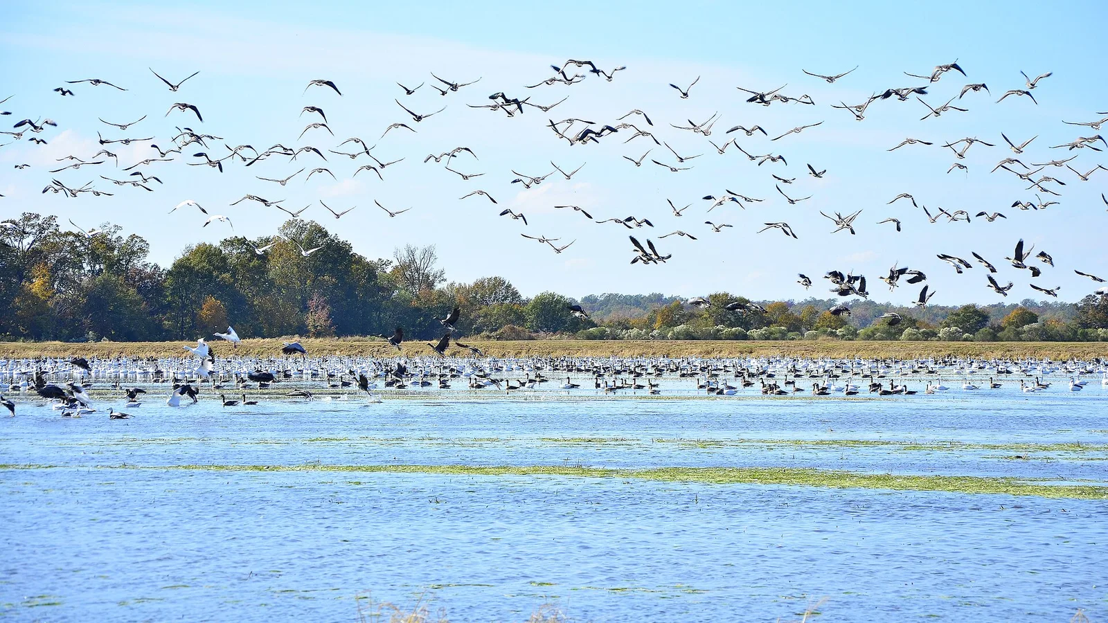 A flock of white waterfowl taking off over open water near Bayou Meto, Arkansas.