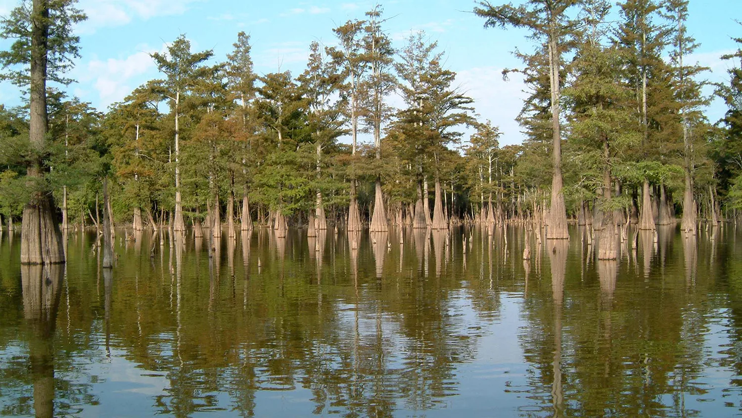 Baldcypress trees growing out of still water at Dale Bumpers White River National Wildlife Refuge in Arkansas.