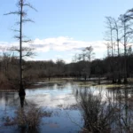 A bayou with bare trees standing in calm water in the White River National Wildlife Refuge near St. Charles, Arkansas.