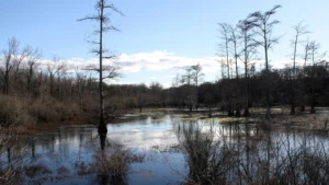 A bayou with bare trees standing in calm water in the White River National Wildlife Refuge near St. Charles, Arkansas.