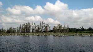 Cane Creek Lake at Cane Creek State Park near Star City, Arkansas, with bare cypress trees standing in dark water under a sky with puffy clouds.